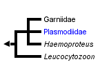 taxon links