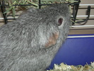 Guinea pig