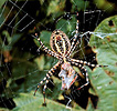 Banded Argiope