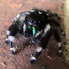 Phidippus audax