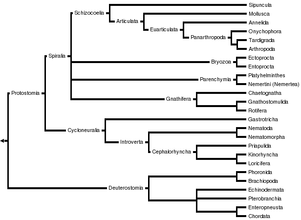 Nielsen's view of bilaterian relationships.