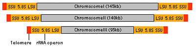 Structure of nucleomorph chromosomes