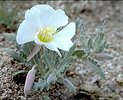 California evening-primrose, Oenothera californica