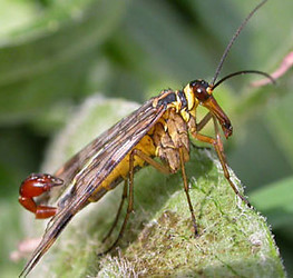 Panorpa vulgaris