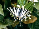 Iphiclides podalirius butterfly