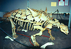 Skeleton of Gastonia