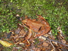 Rana temporaria (Rana roja)